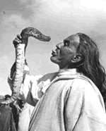 Serpiente "Barba Amarilla"