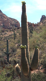 Saguaro