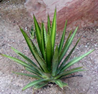 Agave