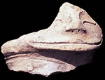 Cerámica Acutuba