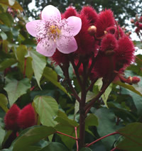 Achiote