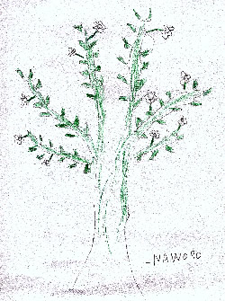 Primavera