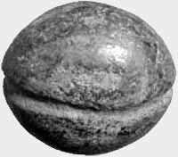boleadora